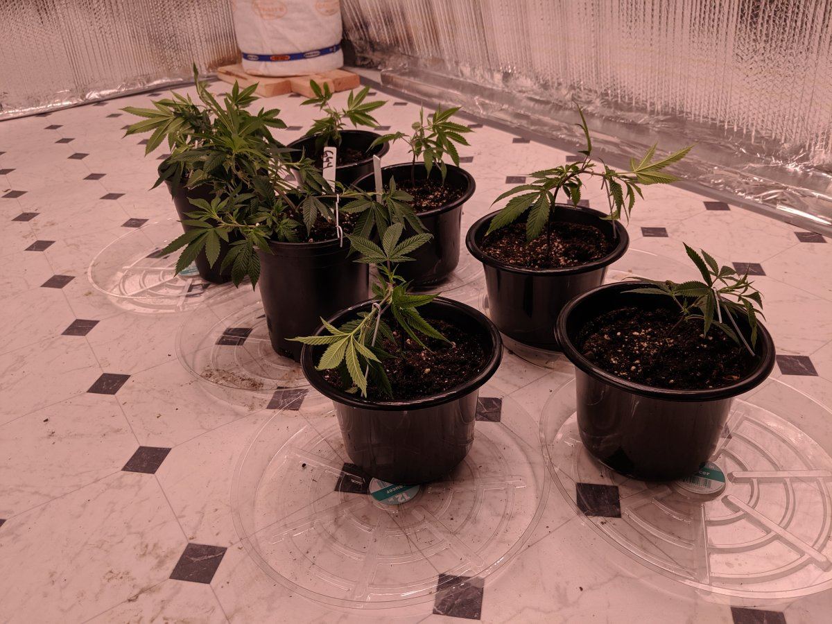 Munchs perpetual grow 2