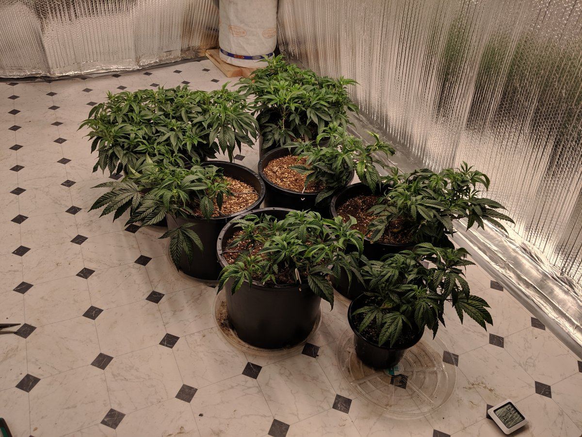 Munchs perpetual grow 3