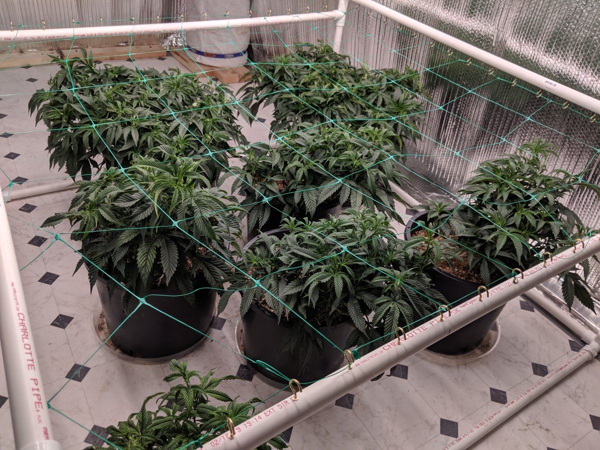 Munchs perpetual grow 5