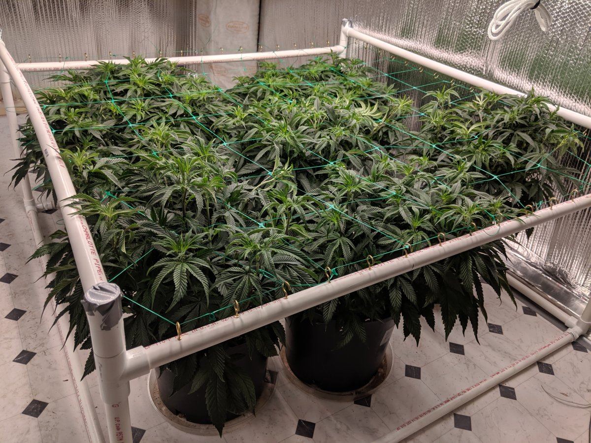 Munchs perpetual grow 6