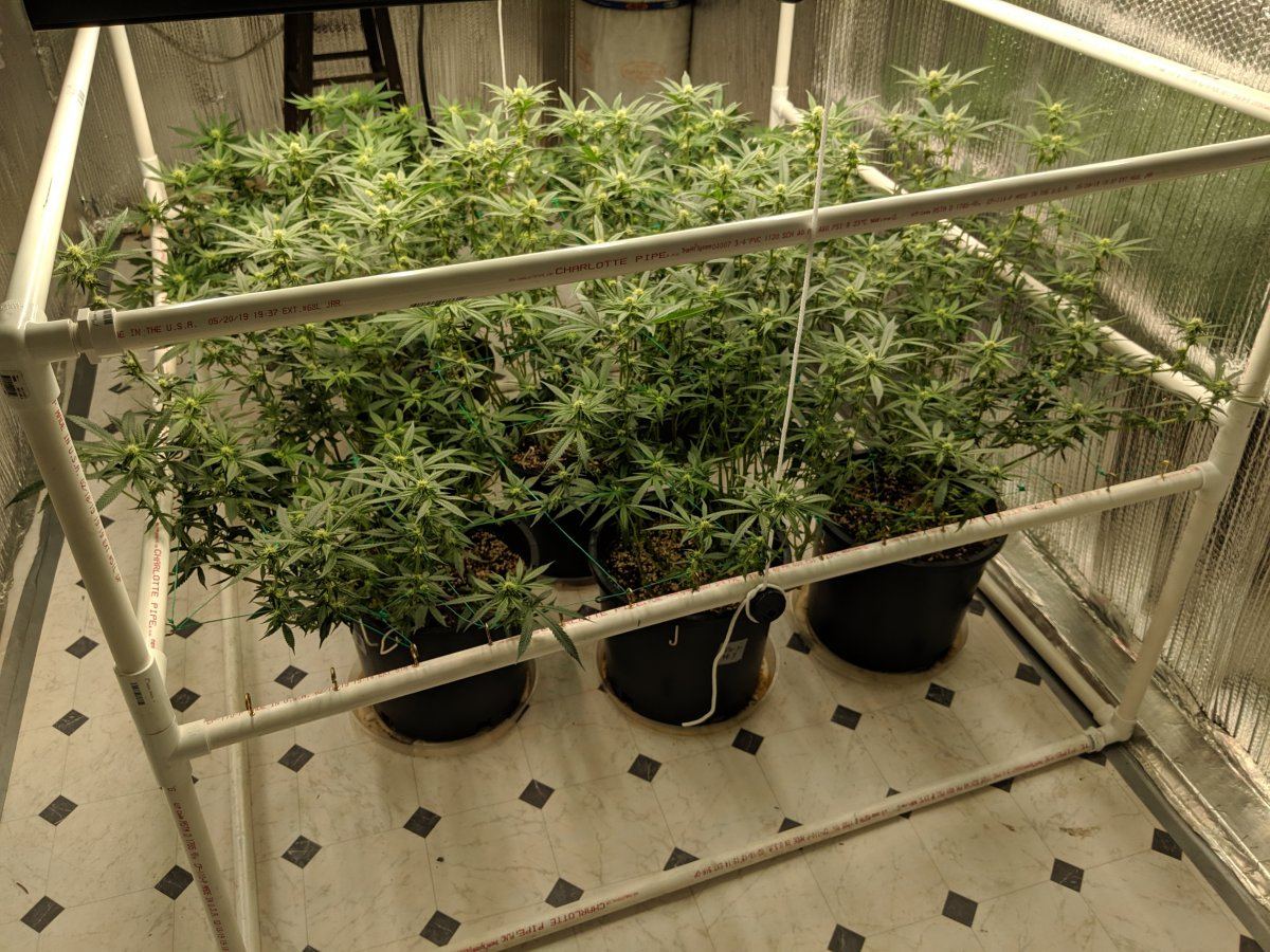 Munchs perpetual grow 7