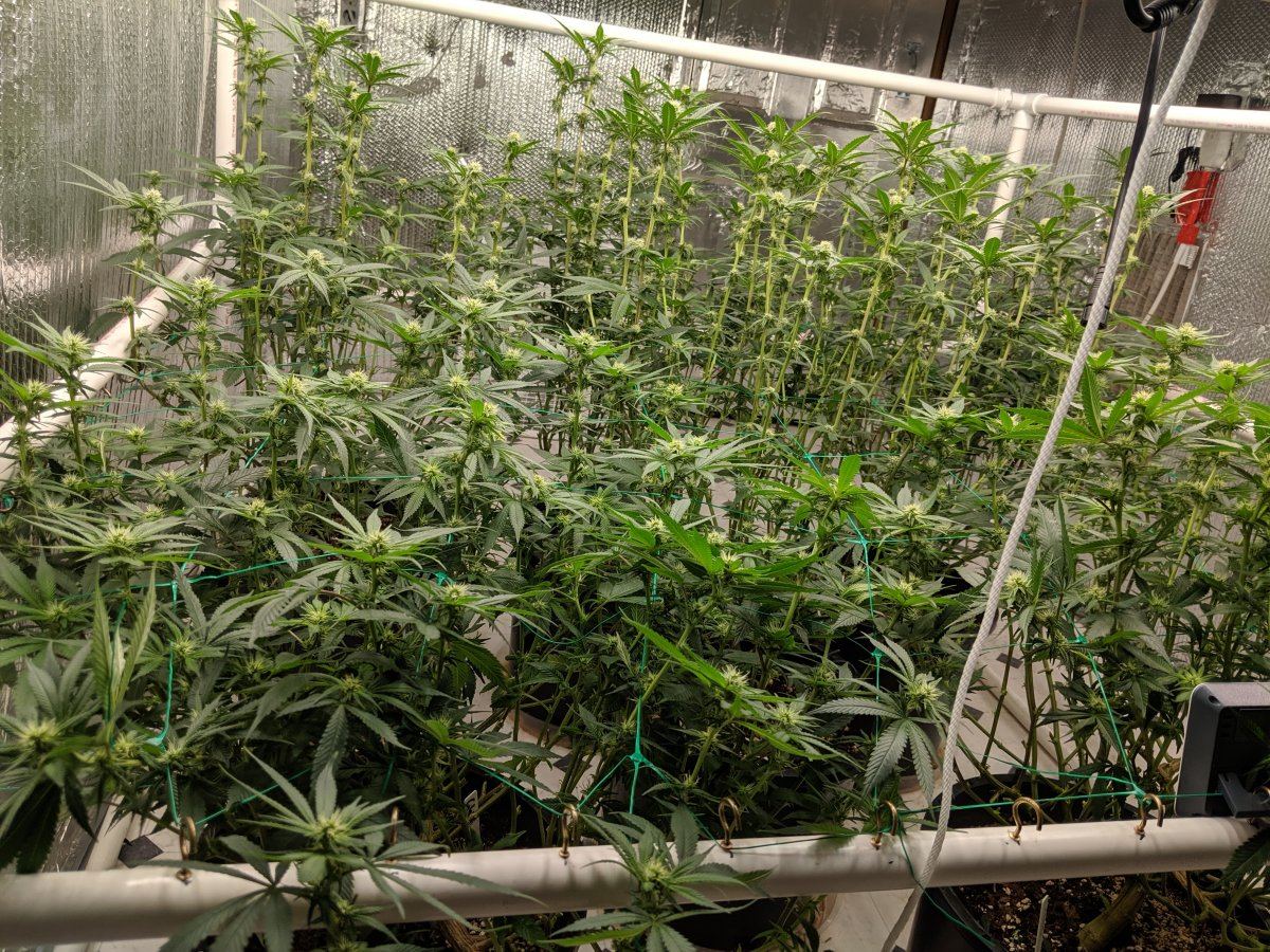 Munchs perpetual grow 8