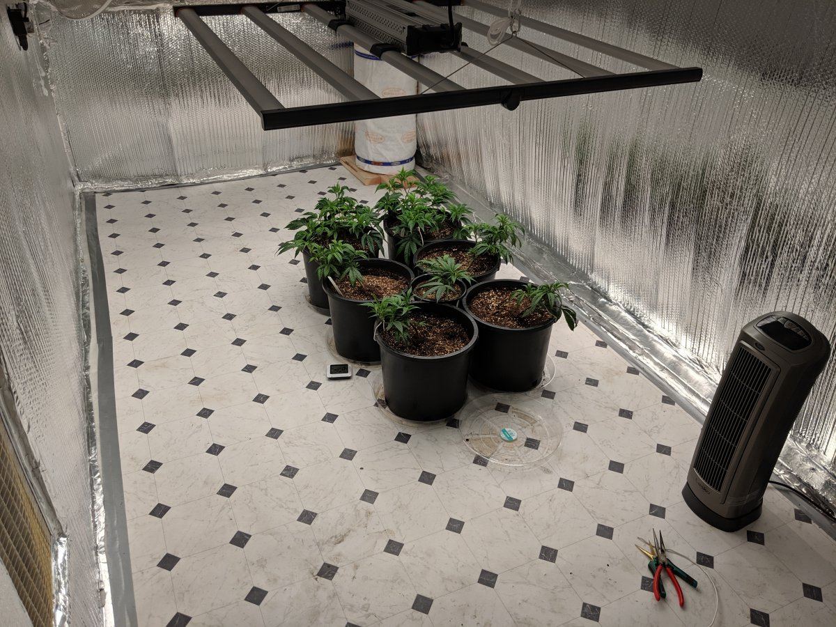 Munchs perpetual grow