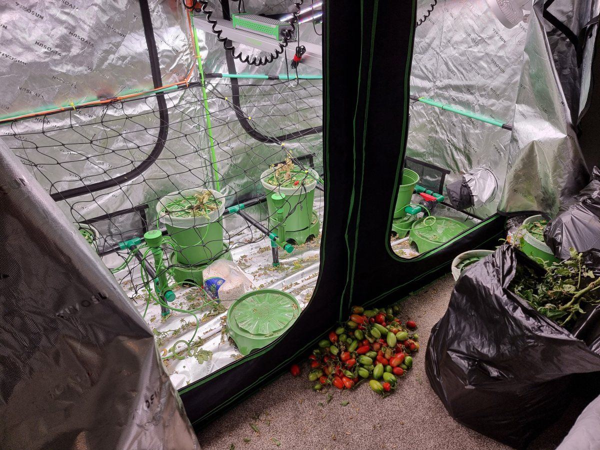 Murder in the 4x8 grow tent by agatha christie 9