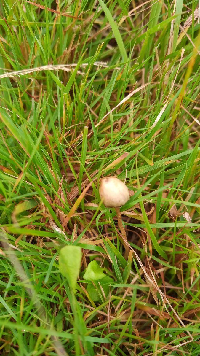 Mushroom