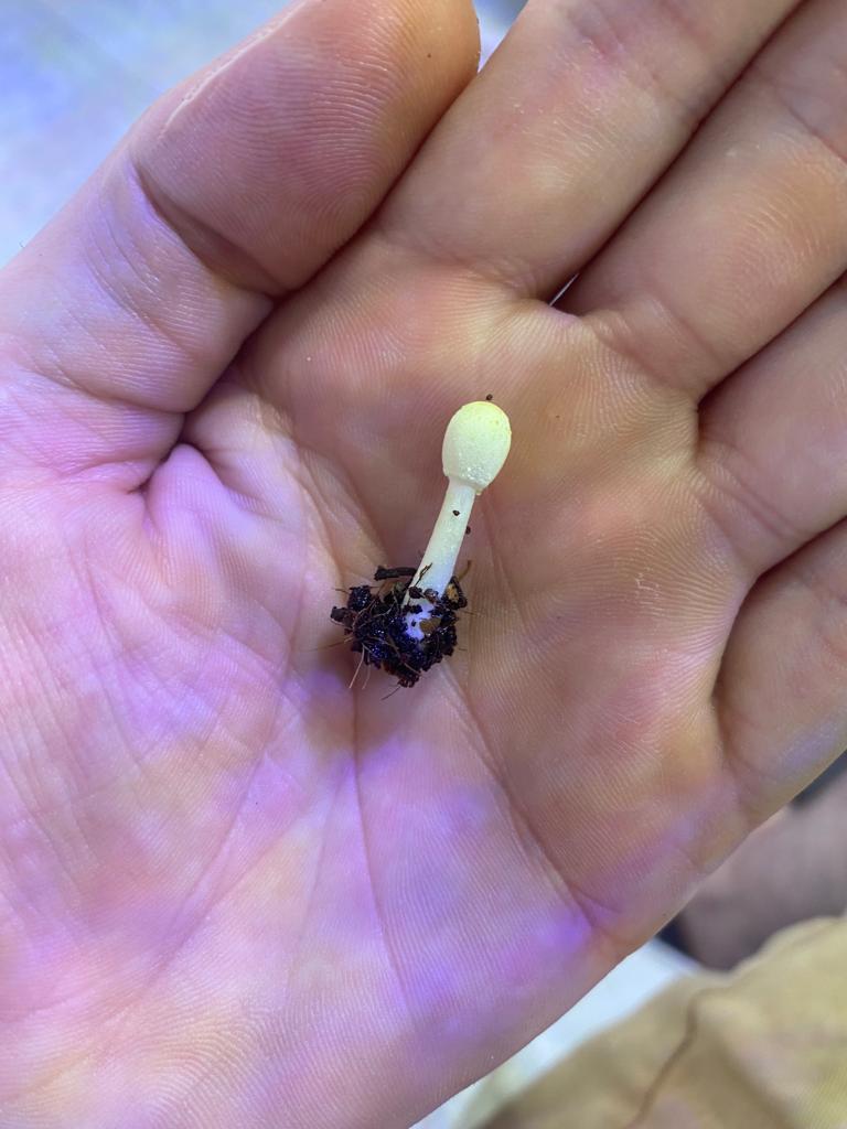 Mushroomfungus thing any mycologist 3