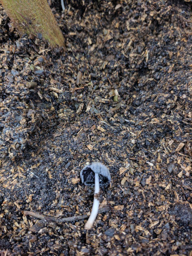 Mushrooms in soil 2
