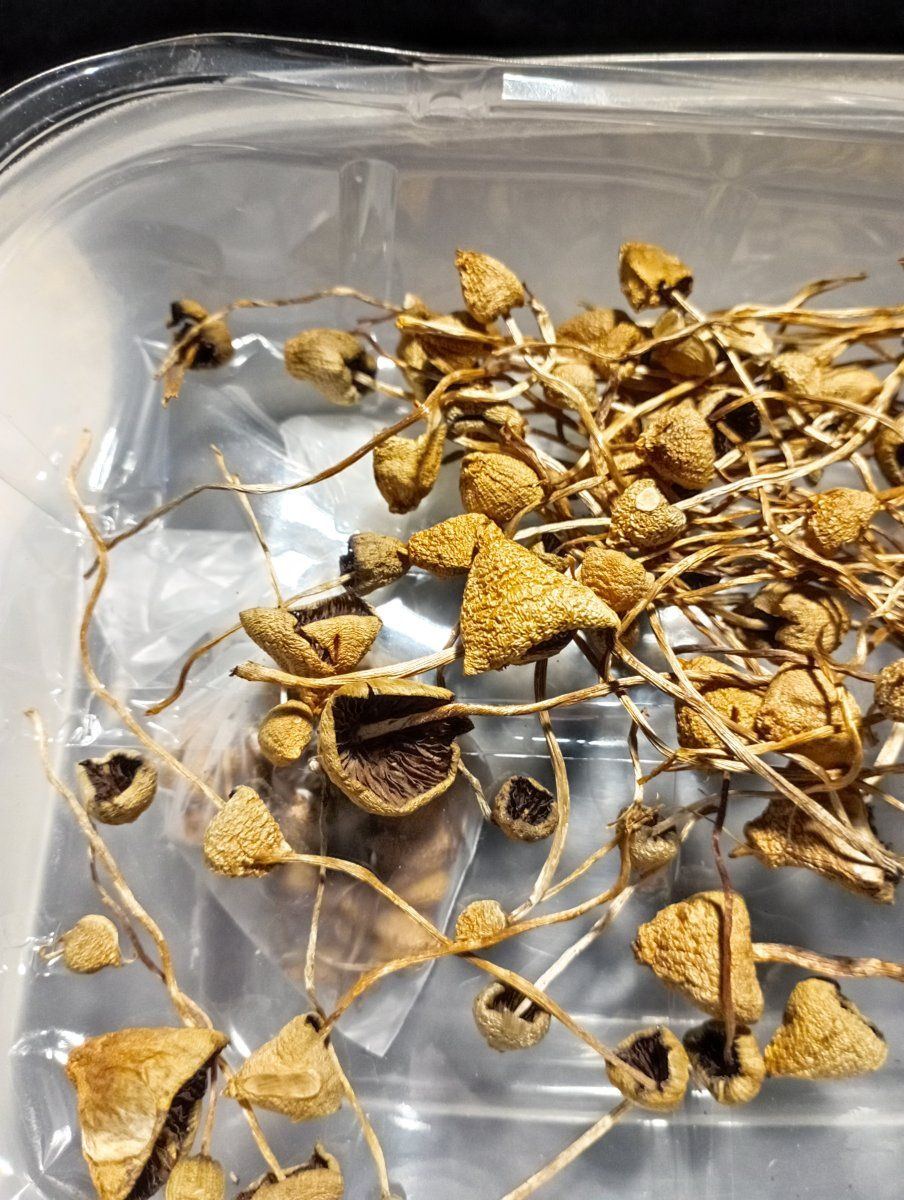 Mushrooms