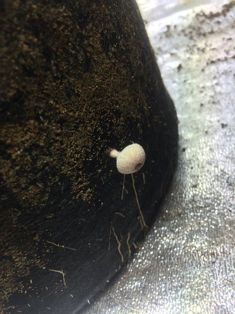 Mushrooms sprouting out of my smart pots