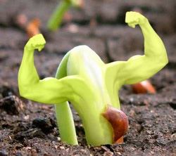 Music grows plants