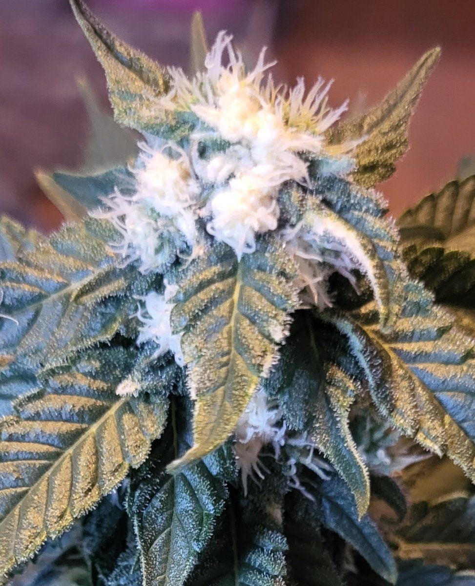 Mutant clone or terrible disease 2