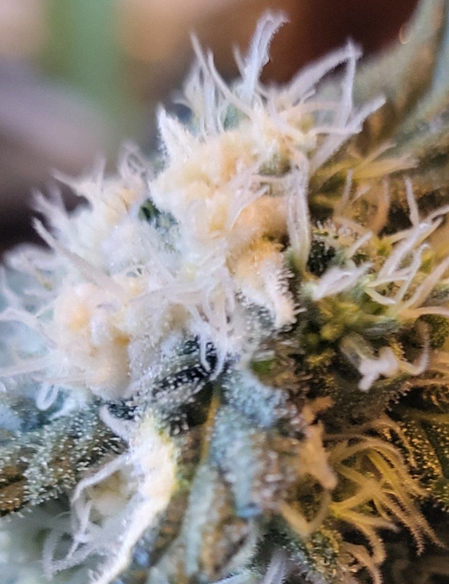 Mutant clone or terrible disease 3