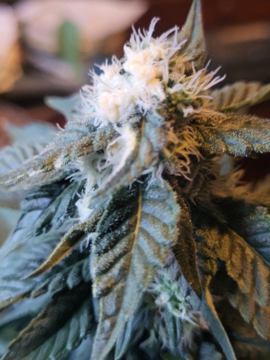Mutant clone or terrible disease