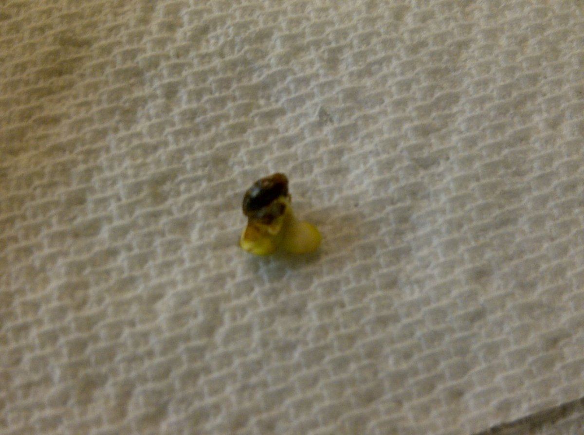 Mutant seed