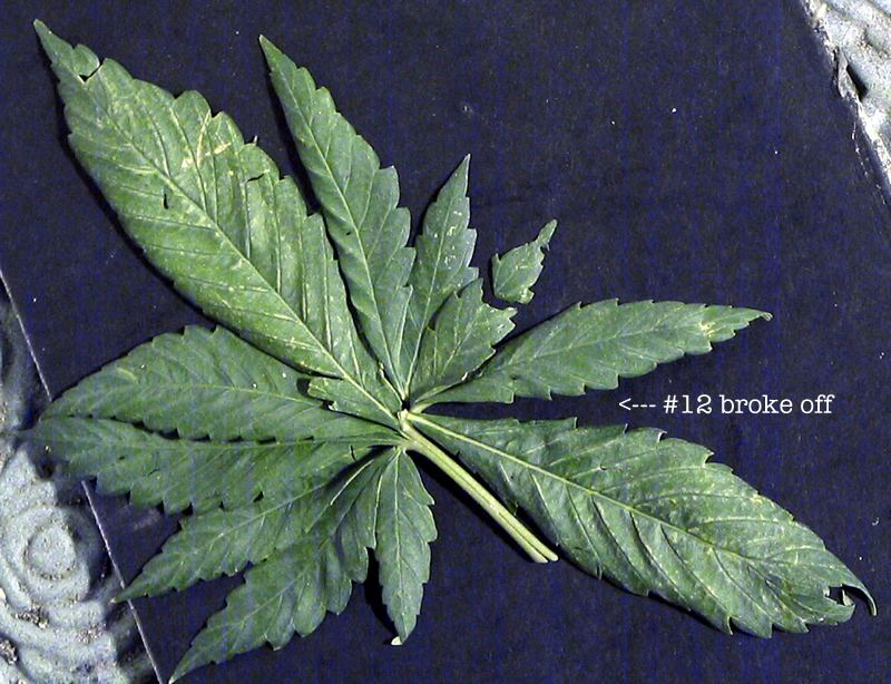 Mutantleaf6