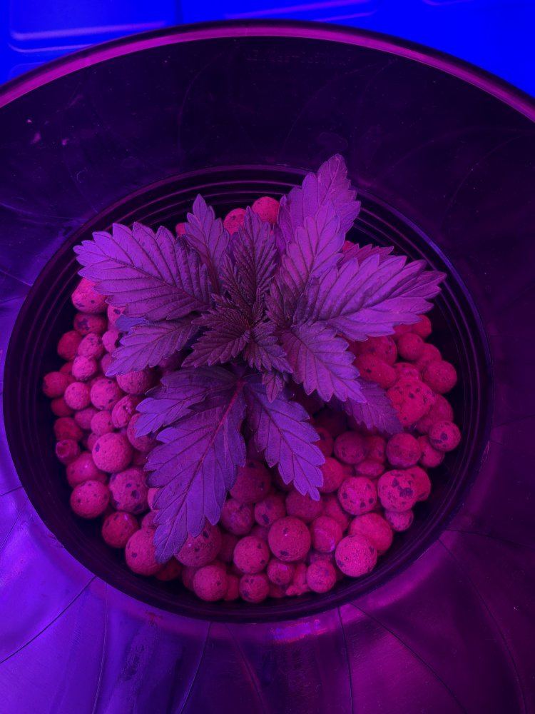 Mutation and stunted growth 4