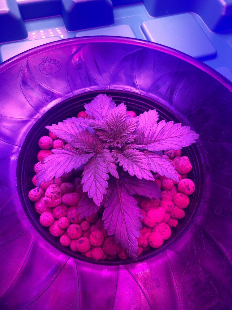 Mutation and stunted growth 5