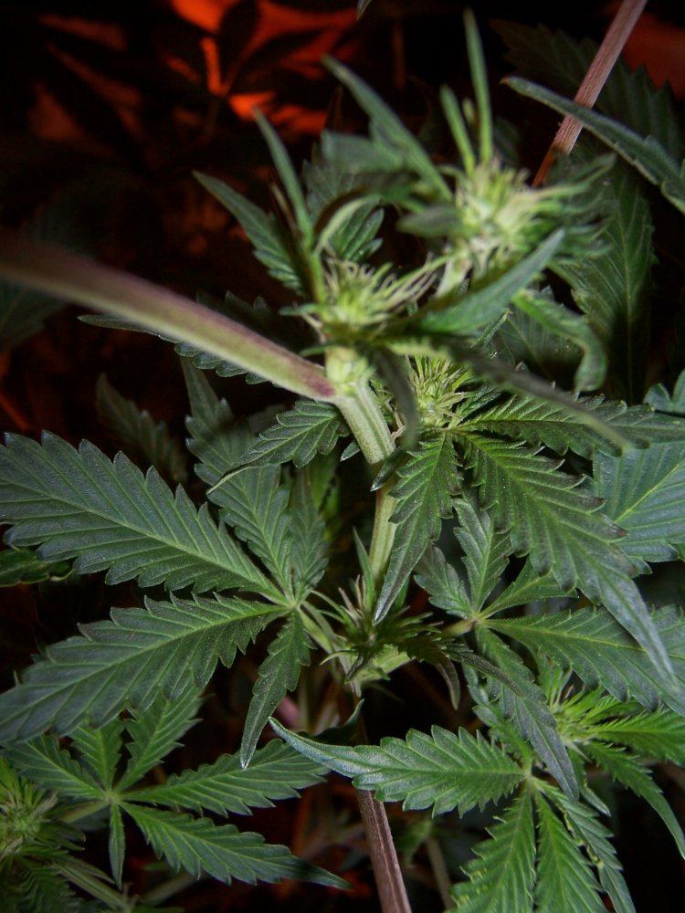 Muxees med grow take 2 2