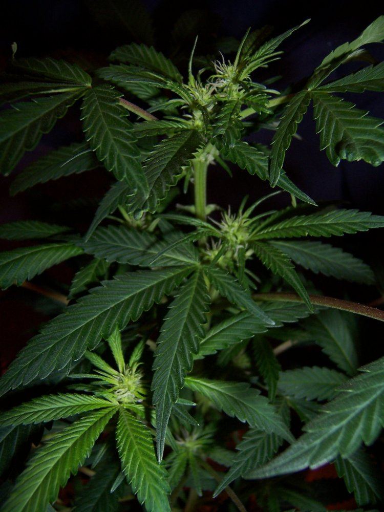Muxees med grow take 2 3