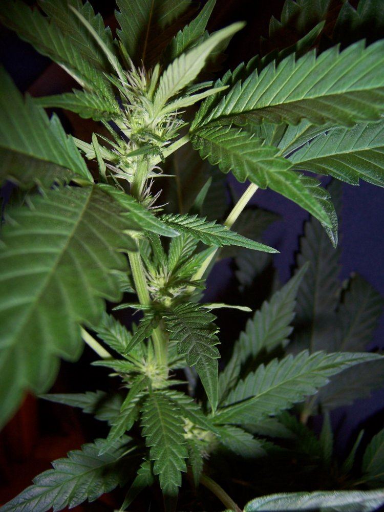 Muxees med grow take 2 4