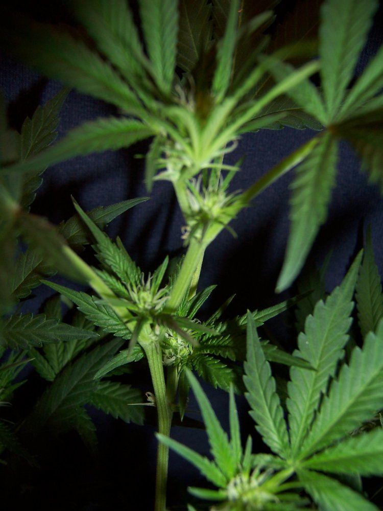 Muxees med grow take 2 5