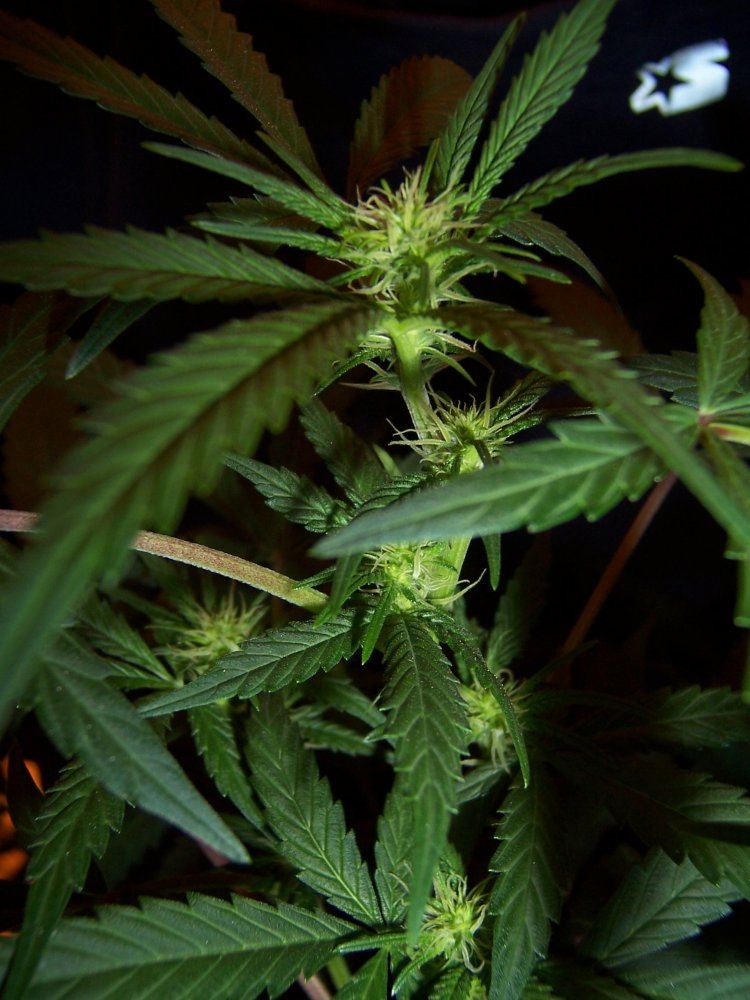 Muxees med grow take 2 6