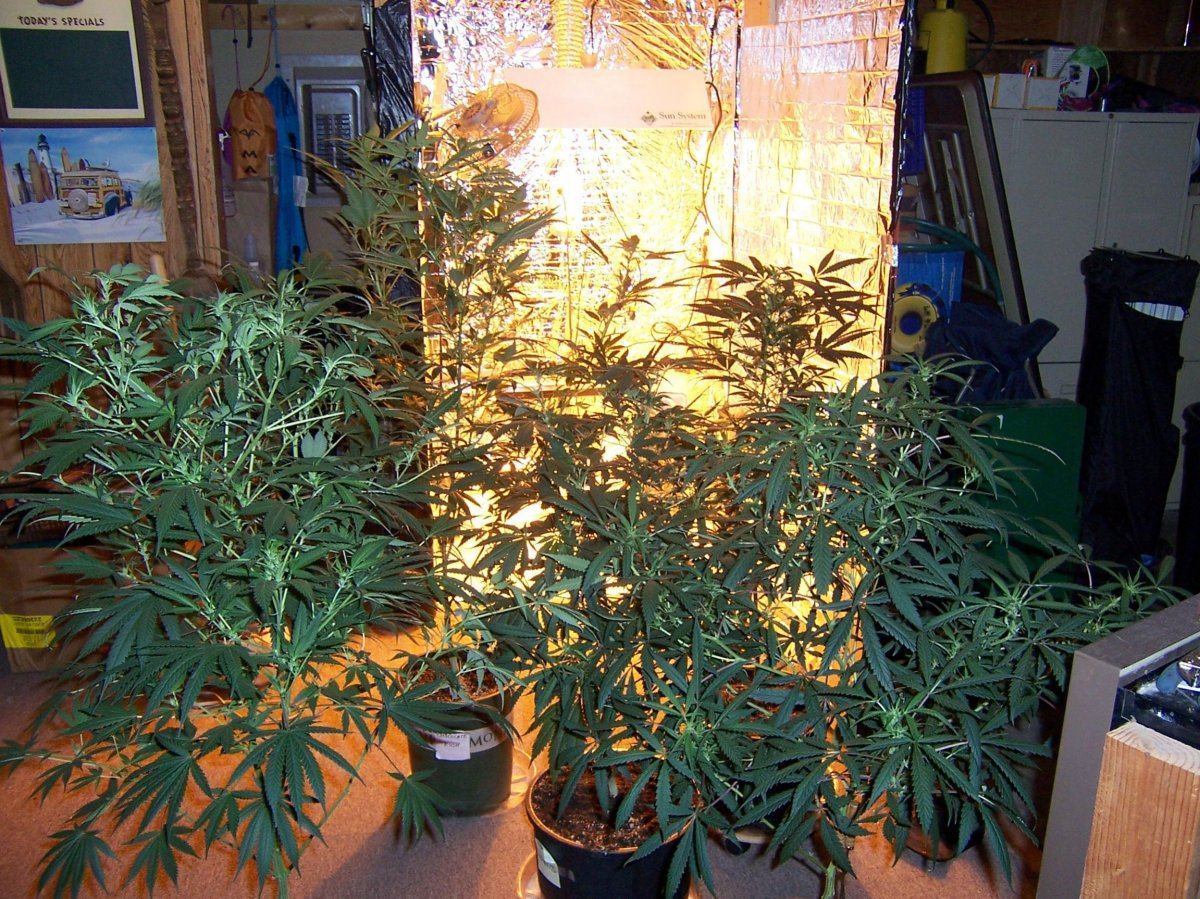 Muxees med grow take 2