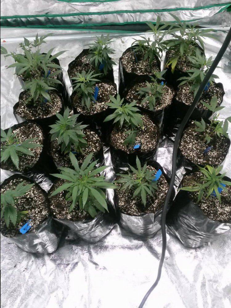 Mwd going organic 3