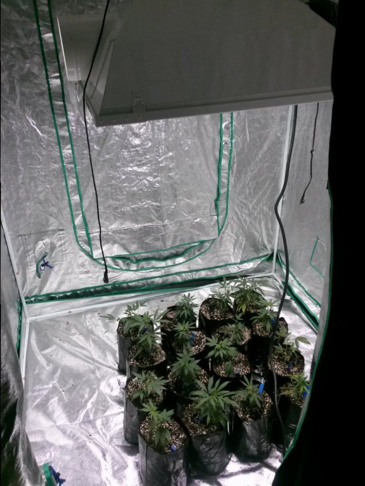 Mwd going organic 4