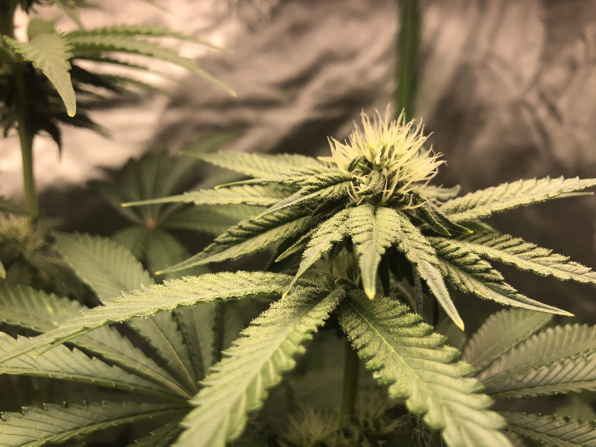 My 1 plant left what should i do 3