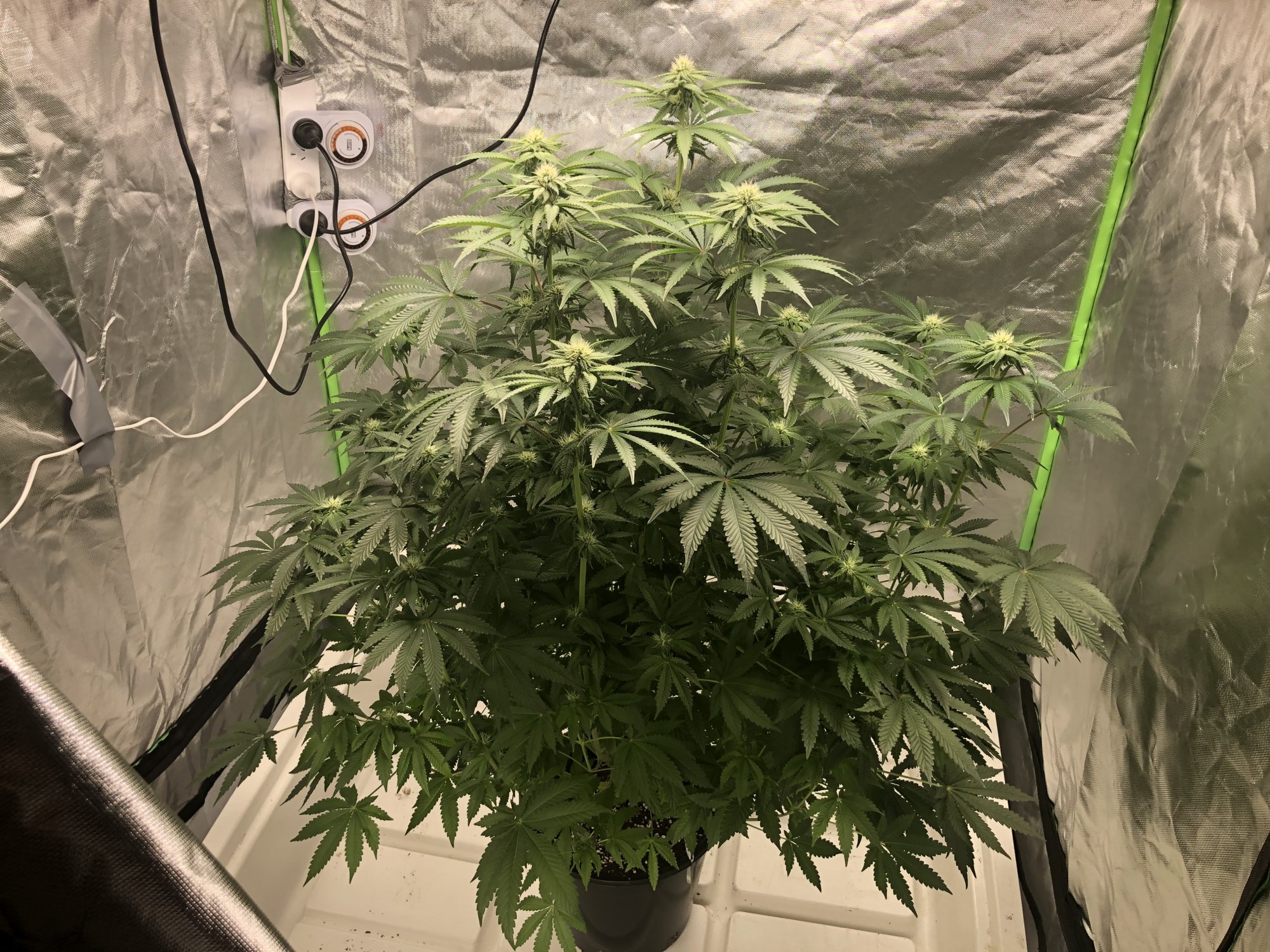 My 1 plant left what should i do 4