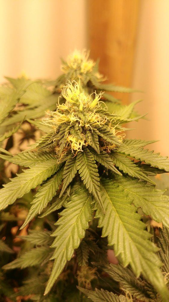My 2 plants my first grow 2
