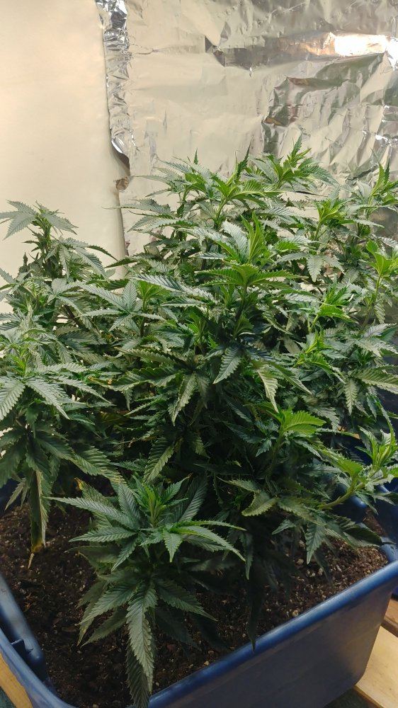 My 2 plants my first grow