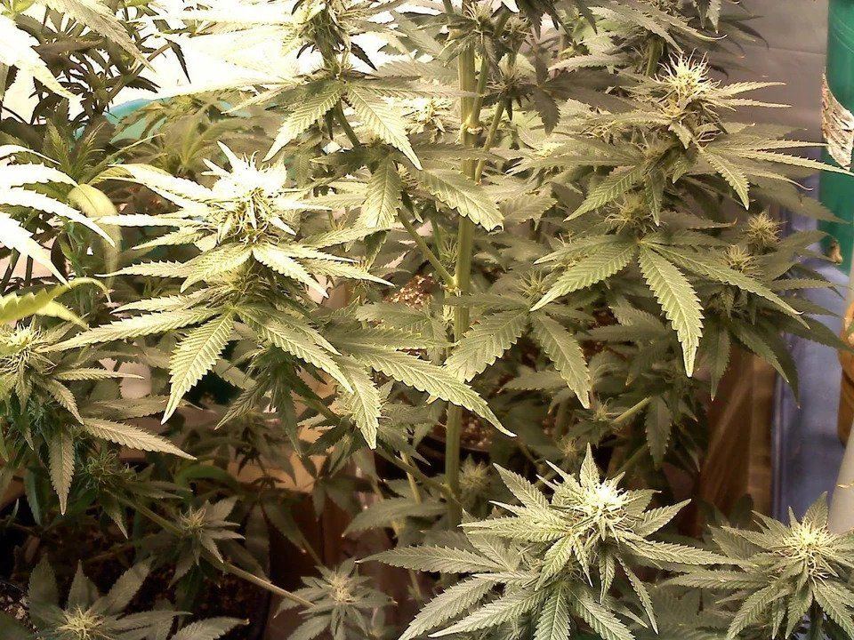 My 2010 grow budding3