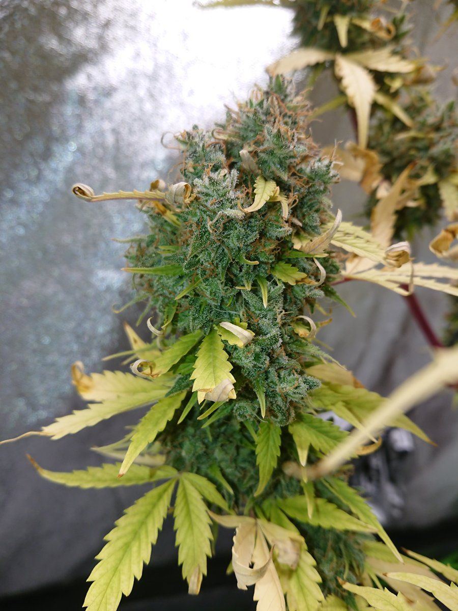 My 22 weeks young autoflower wtf 2