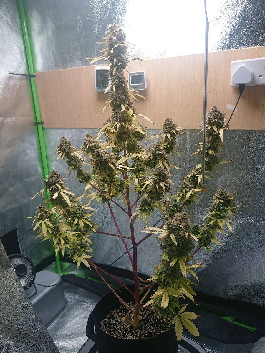 My 22 weeks young autoflower wtf 4