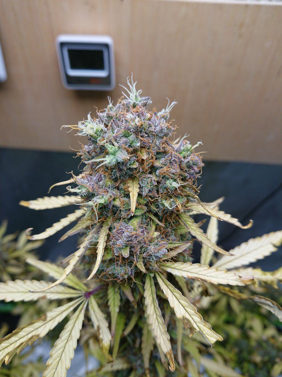 My 22 weeks young autoflower wtf