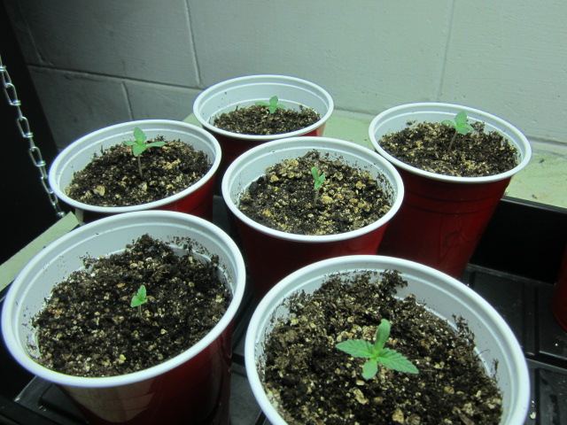 My 2nd pisces test growcolombian kush 3