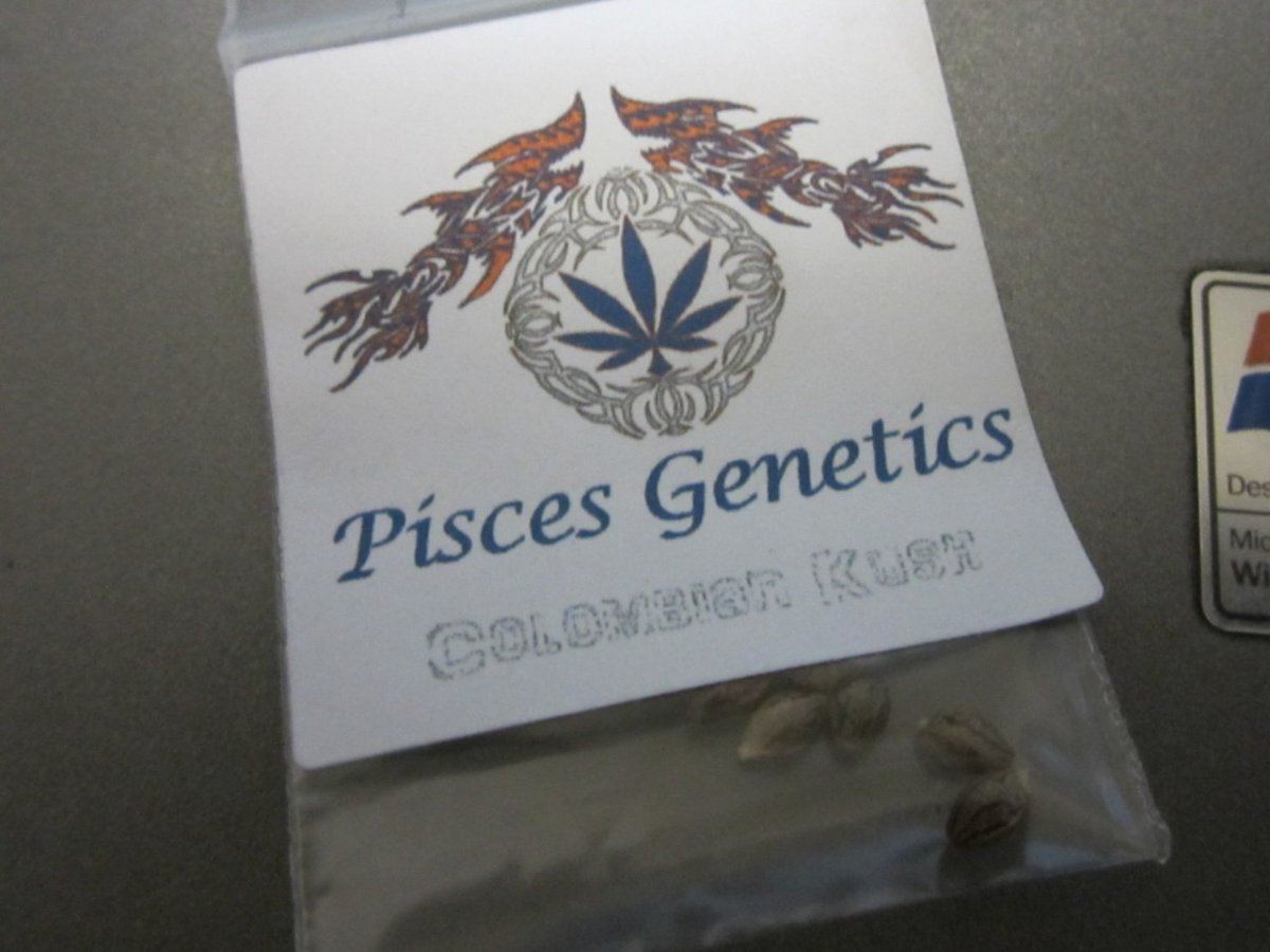 My 2nd pisces test growcolombian kush
