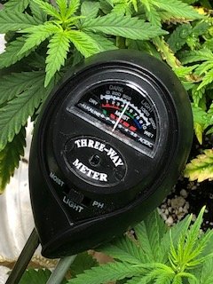 My 3rd grow attempt 3