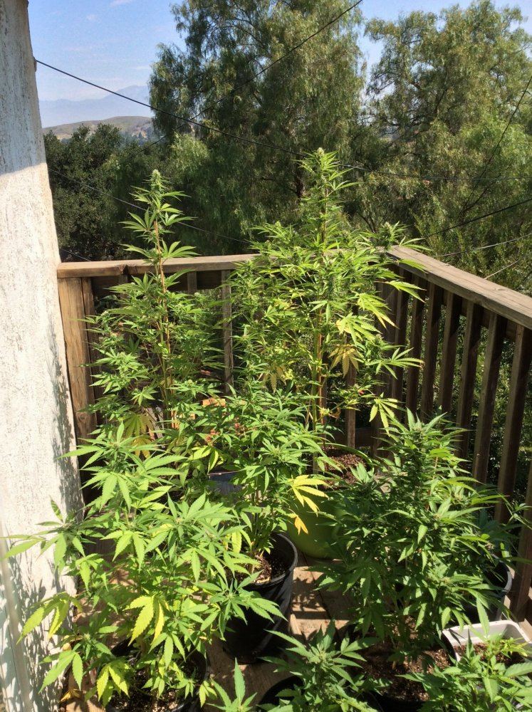 My annual outdoor grow is xj 13 day 43 and one durban poison