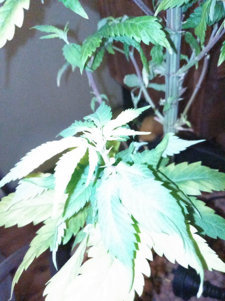 My auto fem seed is a male 4