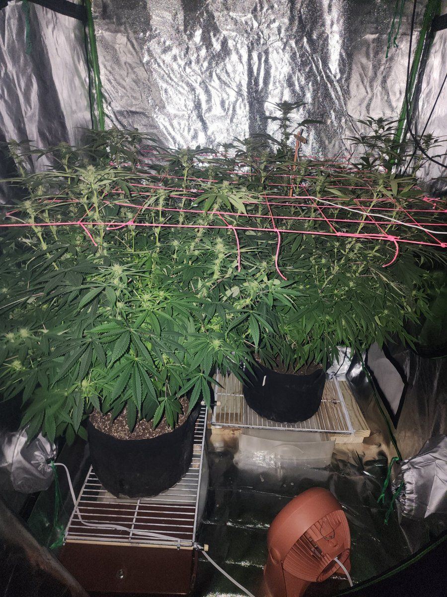 My auto flowers are huge