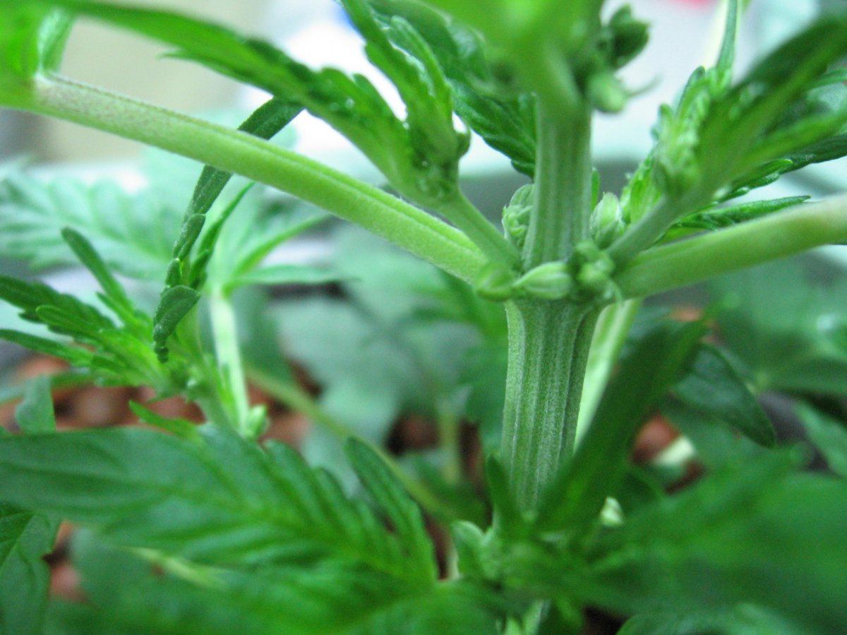 My autoflower feminized onyx 4 week seedling looks like a male wtf 2