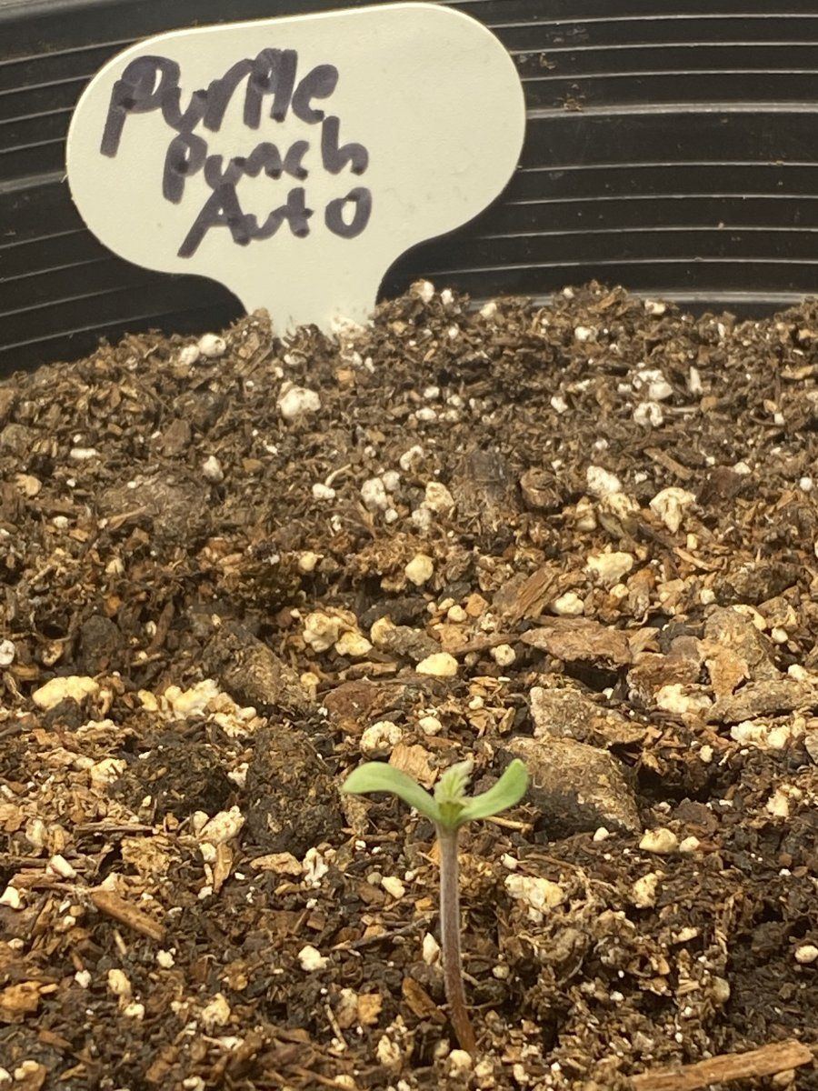 My autoflower feminized seeds have sprouted 3