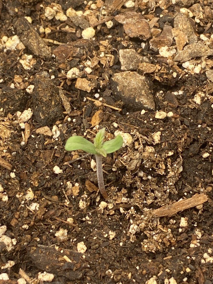 My autoflower feminized seeds have sprouted 4