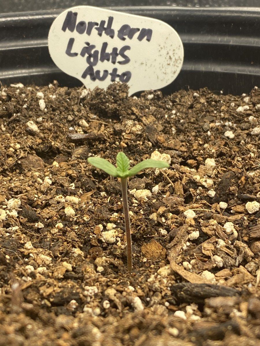 My autoflower feminized seeds have sprouted