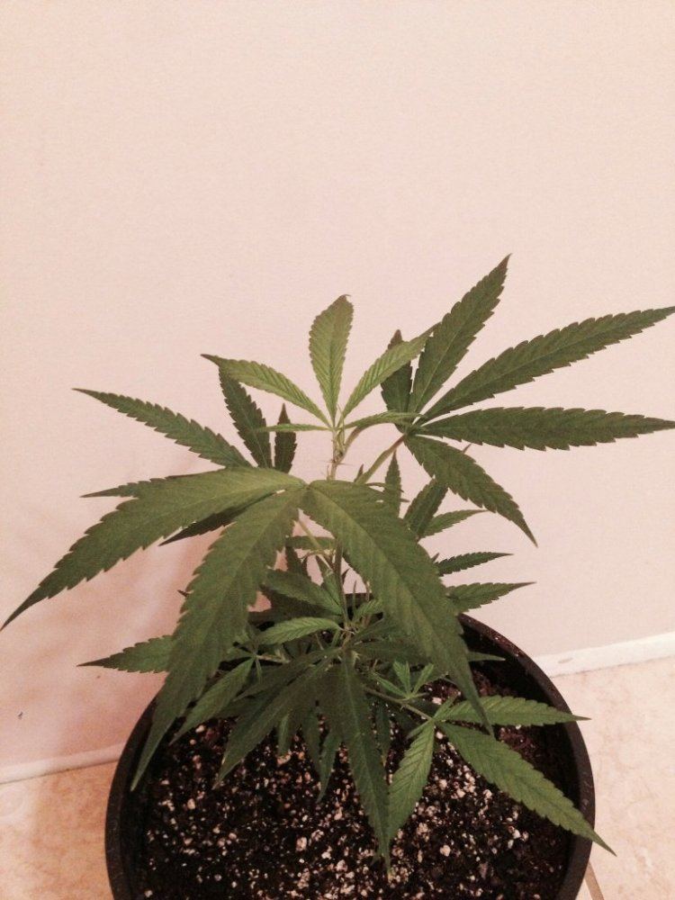 My blue dream clone only 2