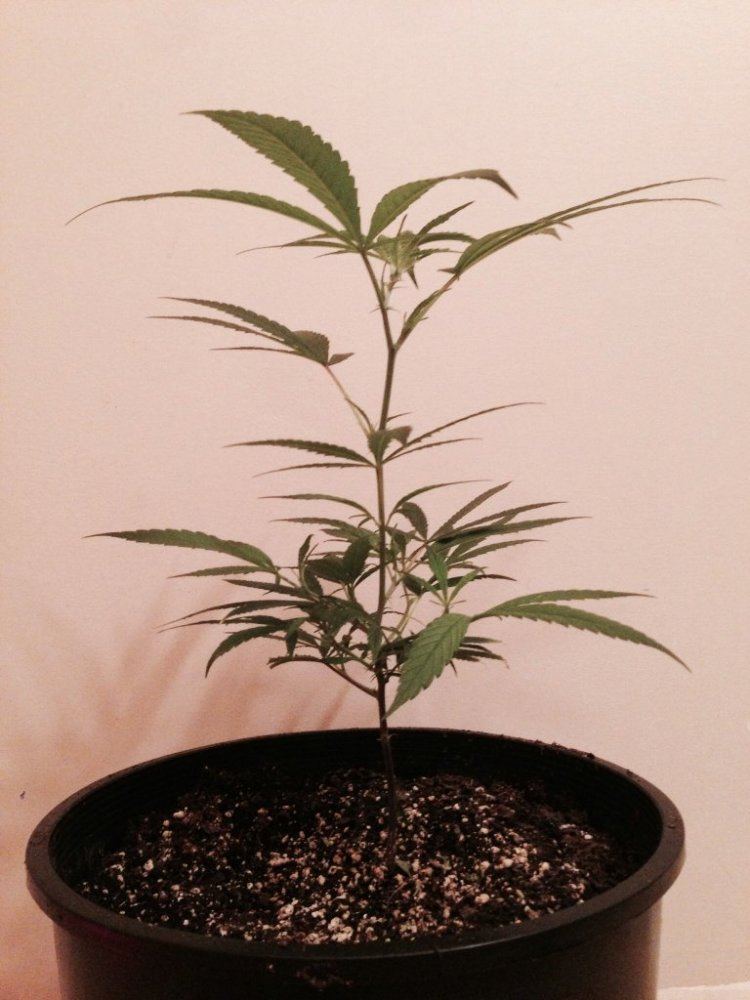 My blue dream clone only 3