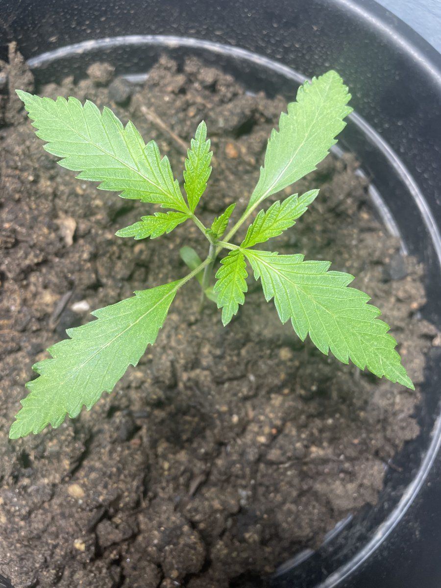 My cannabis seedling started to get little white dots